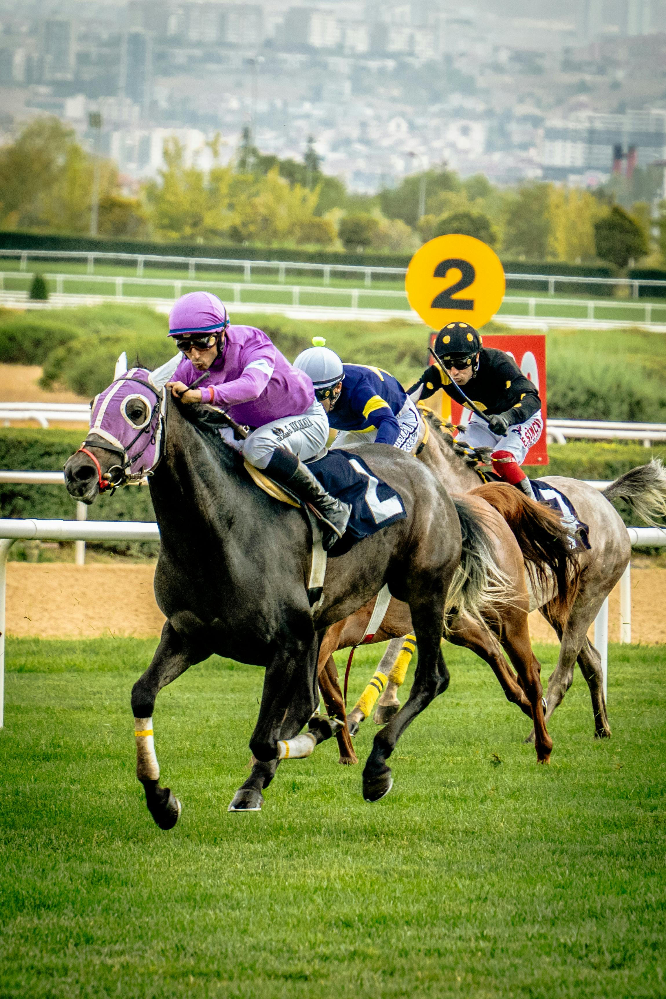 Staying novice chasers competing over three miles at Cheltenham